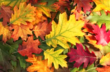 October newsletter Autumn